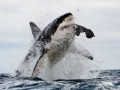 Shark Breaching False Bay Morning Trip Day Tour Self Drive